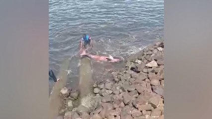 Aksi Heroik TNI AL Selamatkan Ikan Duyung Terdampar di Pesisir Pantai