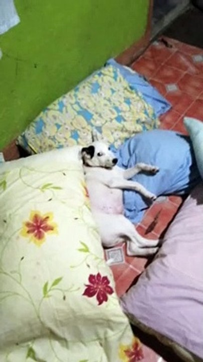 tulog