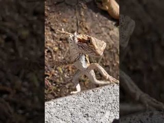 Bearded Dragon Has Ninja Like Balance