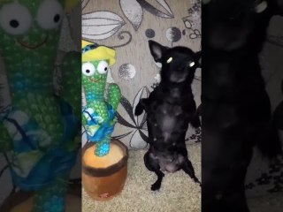 Dog Competes in a Dance off With Cactus Toy