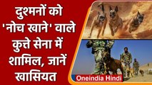 Indian Army में शामिल हुए Belgian Malinois नस्ल के Dogs, जानिए खासियत | वनइंडिया हिंदी