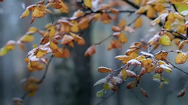 Laut Horoskop: Diese 3 Sternzeichen lieben den Winter