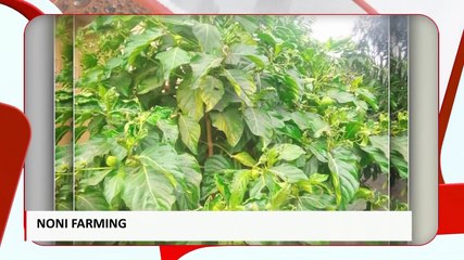 Noni Farming - Prime Morning on JoyPrime (3-12-21)