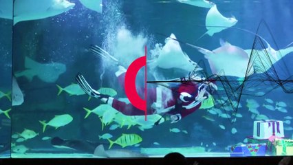 Underwater Santa puts on a show at Seoul aquarium