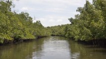 Recuperan una gran extensión de manglares en Panamá