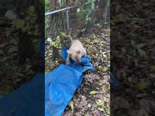 Dog Plays Keep Away With Her Human's Tarp