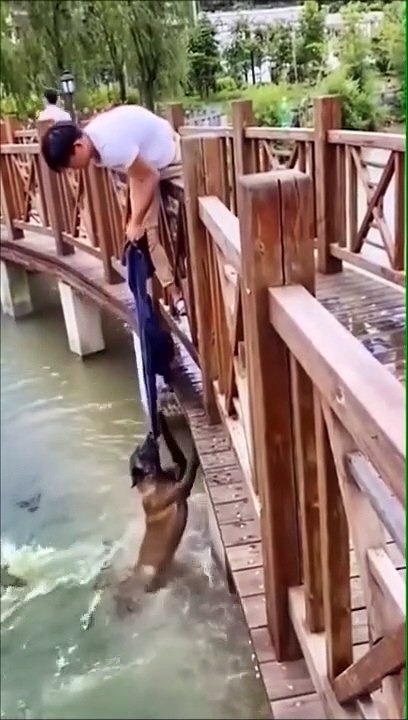 Il sort un chien de l'eau juste avant qu'il se fasse attraper par des crocodiles !