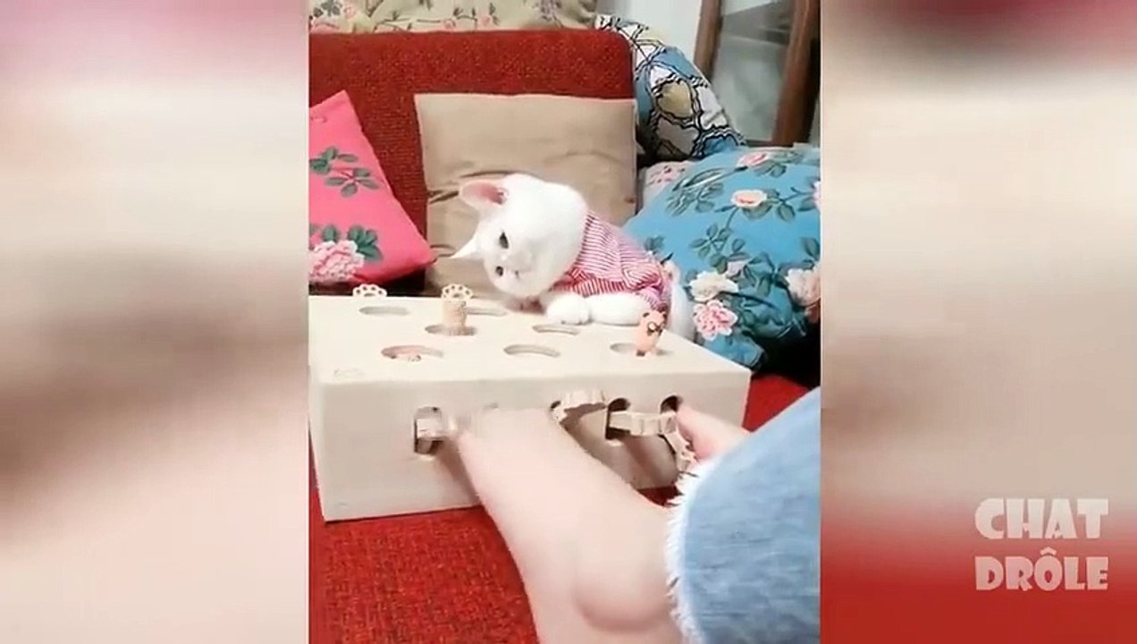 Essayer De Ne Pas Rire  Vidéo De Chat À Mourir De Rire @216