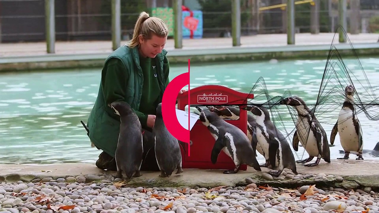 Pinguine wollen 'etwas Fischiges' von Santa