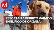 El Canelo', perrito que sobrevivió  la cima del Pico de Orizaba