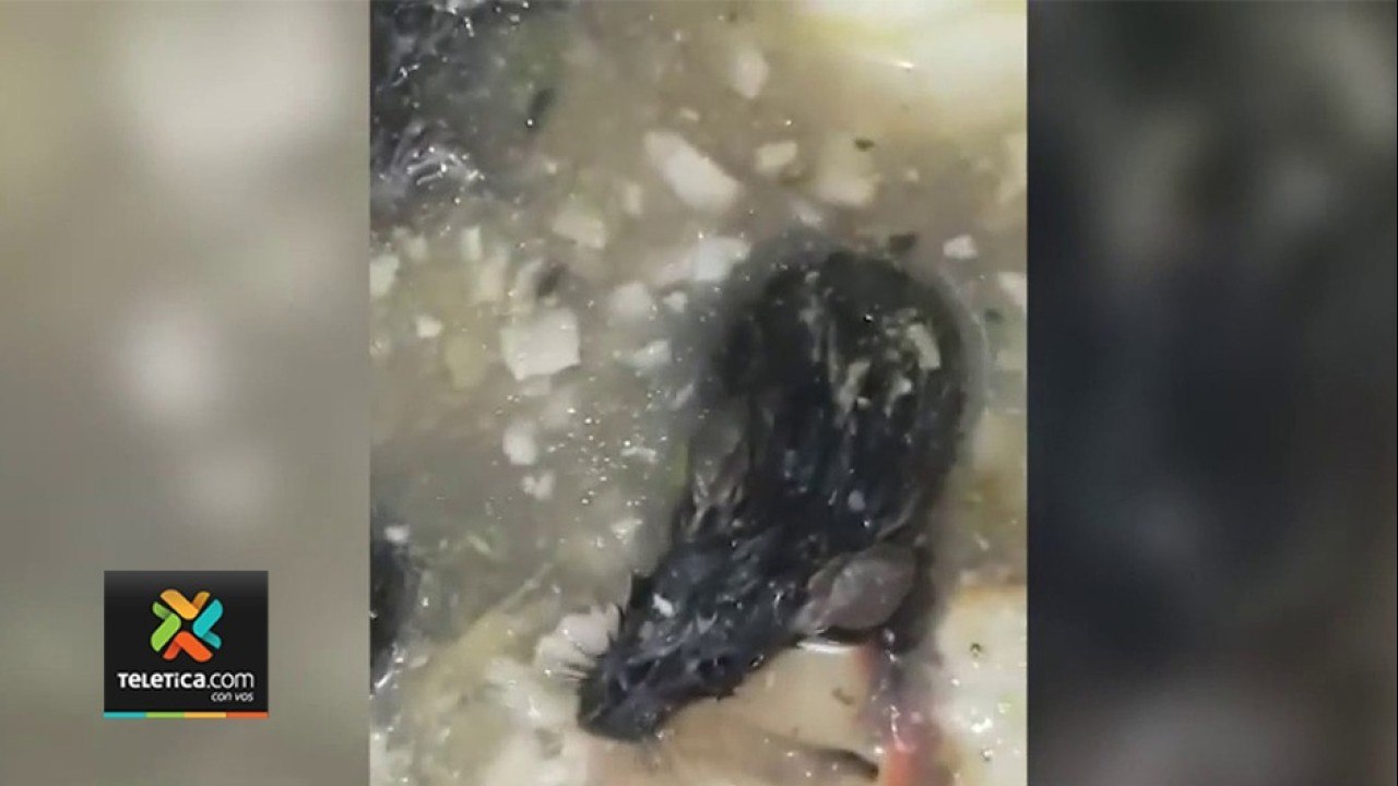 tn7-denuncian-plaga-de-ratas-251121