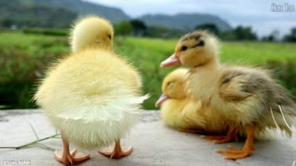 Pesona Bebek kecil Lucu | Anak Itik