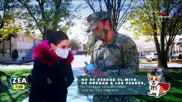Así son los entrenamientos de los binomios caninos de la Semar