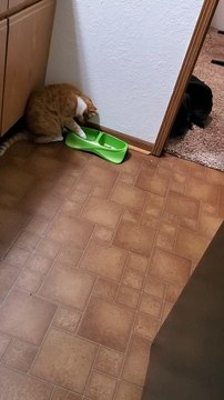Kiyoko the Cat Using Paw to Drink Water