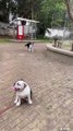 Amazing Dancing Dog