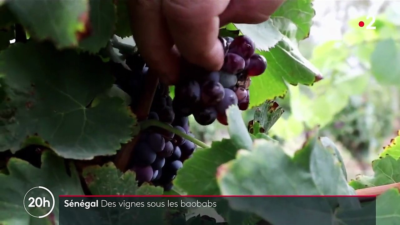 Sénégal : un domaine viticole à l'abri des baobabs
