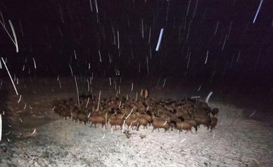 Kars Yahni Dağı'nda mahsur kalan çoban ve sürü kurtarıldı