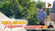 Calamansi picking experience at mga produktong gawa sa calamansi, ibinida sa San Fabian, Pangasinan