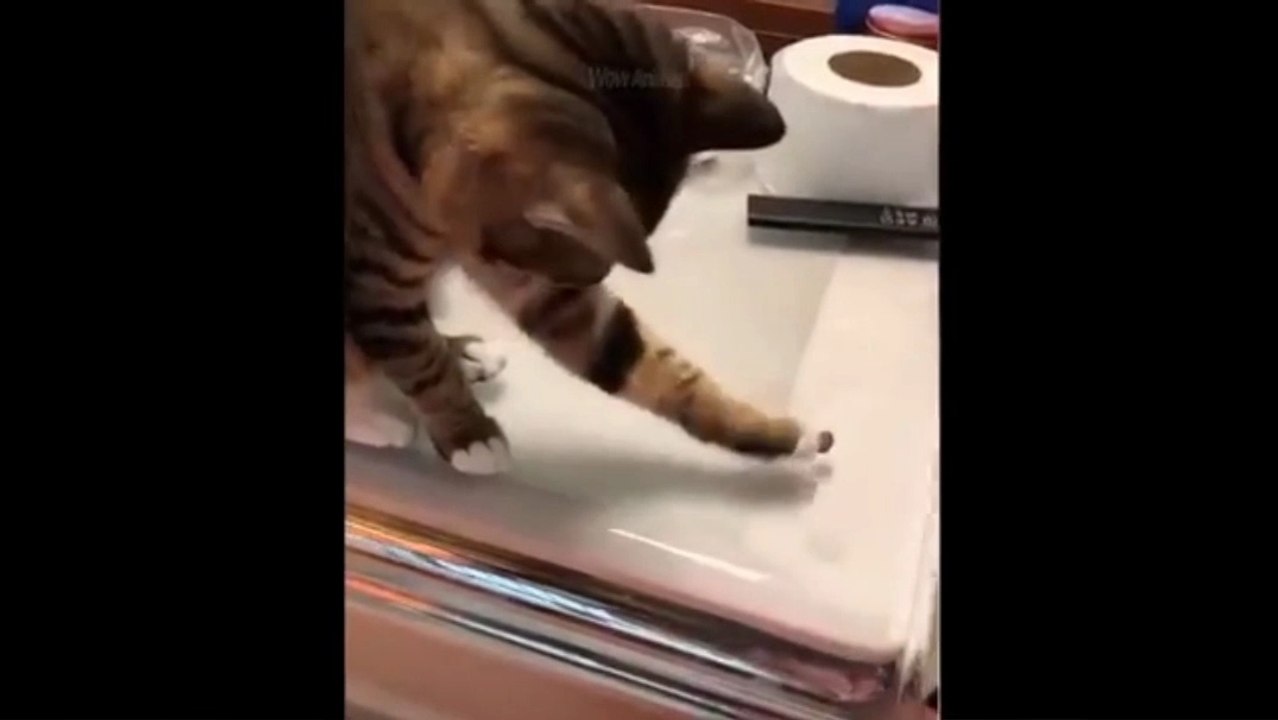 Very funny videos try not to laugh
