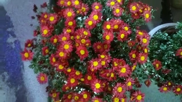 Relaxing music, Relief Stress, Peaceful Soothing Music for Meditation, Nature Meditation, Calm Music