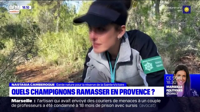Quels champignons ramasser dans la montagne Sainte-victoire ? BFMARSEILLE 18/11