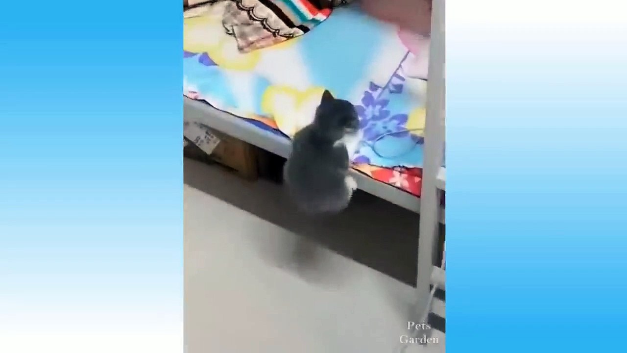 Best Funny Pet Videos Of The - Cute  Cats And Owners