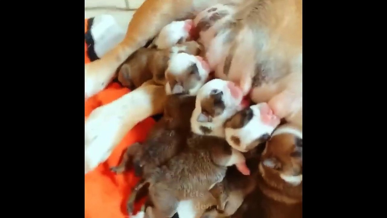 Funniest Pets Don'T Try To Hold Back Laughter