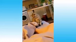 Funny And Cute Cat'S Life Cats And Owners Are The Best Friends Videos