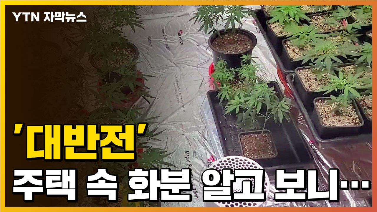 [자막뉴스] 조명까지 설치해 주택에서 키운 화분...'이럴 수가' / YTN