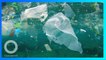 美景遭汙染 峇里島海面漂垃圾