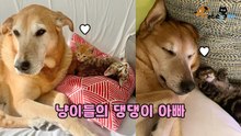 아깽이 남매의 아빠 자처한 댕댕이 '최고의 임시보호자'