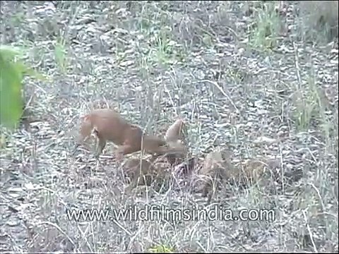 Dhole _ The Indian wild dog