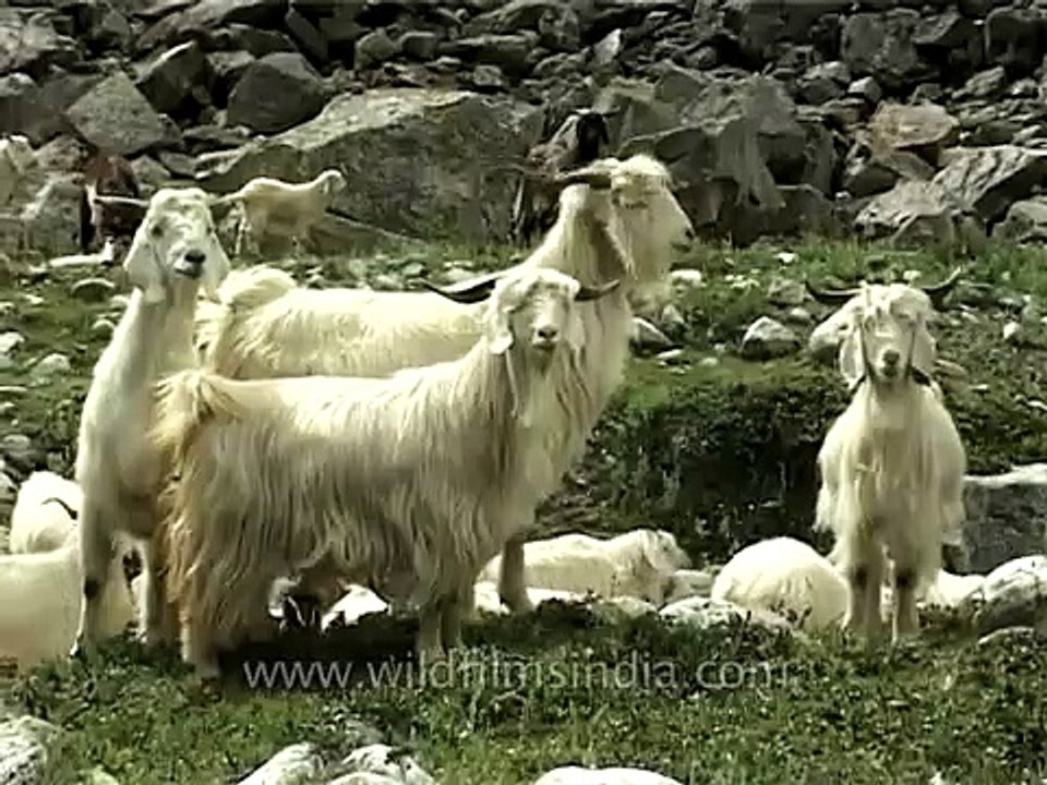 Himalayan Pashmina goat