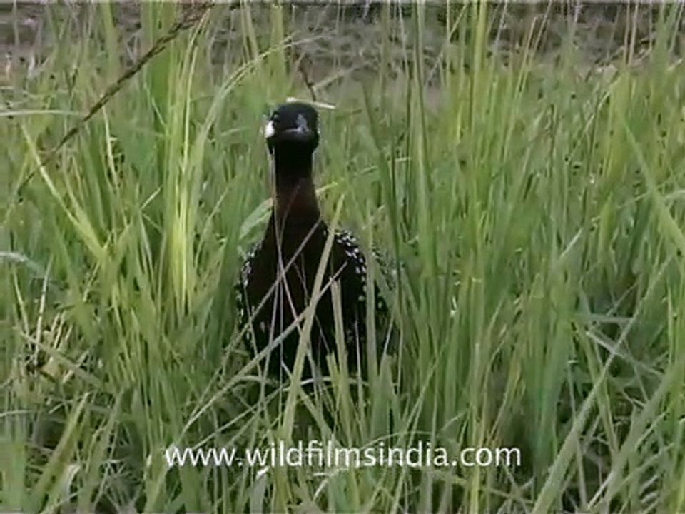 Pallas' Fishing Eagle, Indian Pied Hornbill and other exciting birds!