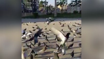 «أسراب الحمام» تطوف بميدان أبو الحجاج الأقصري.. مشهد زي أوروبا