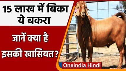 Australia का सबसे महंगा बकरा, कीमत सुन उड़ जाएंगे होश | Oneindia Hindi