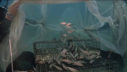 Environnement - Une nurserie pour repeupler la Méditerranée