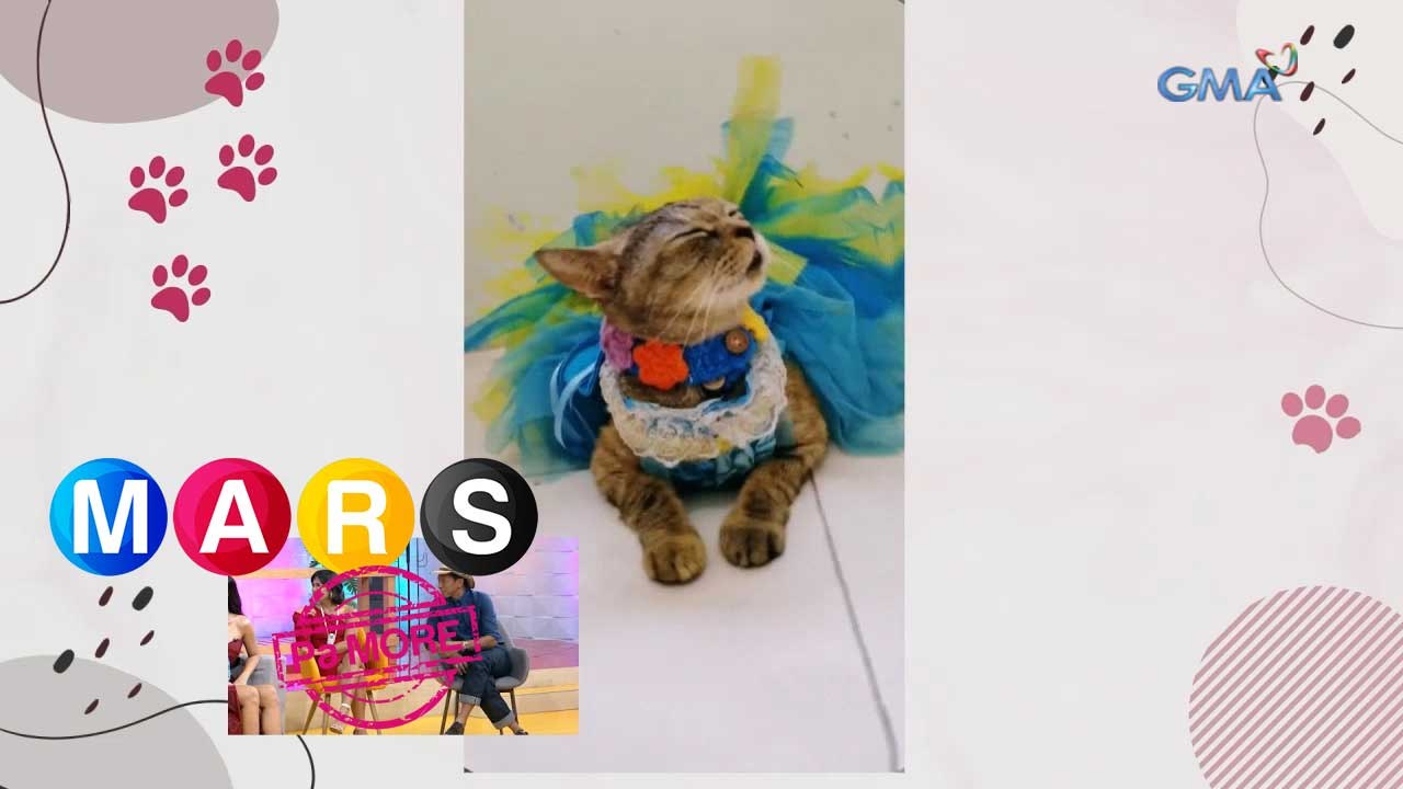 Mars Pa More: A-MEOW-ZING cat, fashionista online! | Nakita Mo Na Ba ‘Yun Mars