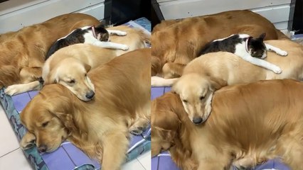 'Invasive cat is inseparable from its Golden Retriever friends while napping '