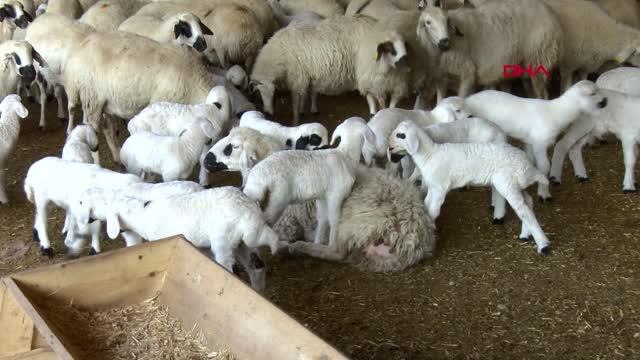 'MAVİ DİL HASTALIĞI' NEDENİYLE 2 MAHALLE KARANTİNAYA ALINDI; UZMANLARDAN 'İNSANLARA BULAŞMIYOR' UYARISI