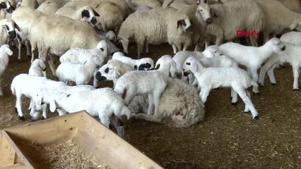 'MAVİ DİL HASTALIĞI' NEDENİYLE 2 MAHALLE KARANTİNAYA ALINDI; UZMANLARDAN 'İNSANLARA BULAŞMIYOR' UYARISI