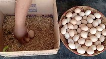 50 chicks with one hen - Hen Harvesting Eggs to Chicks - Chicks growth results