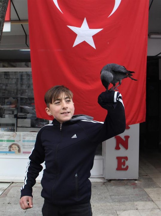 Karga "Şakir" bir ilçenin omzunda geziyor