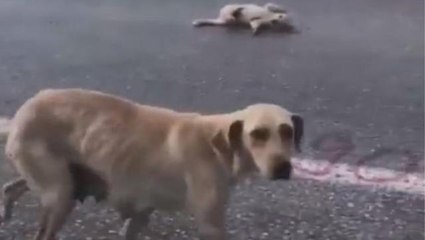 Anne köpek "Yavrumu kurtar" diye yalvardı! İnsanlık ölmedi!