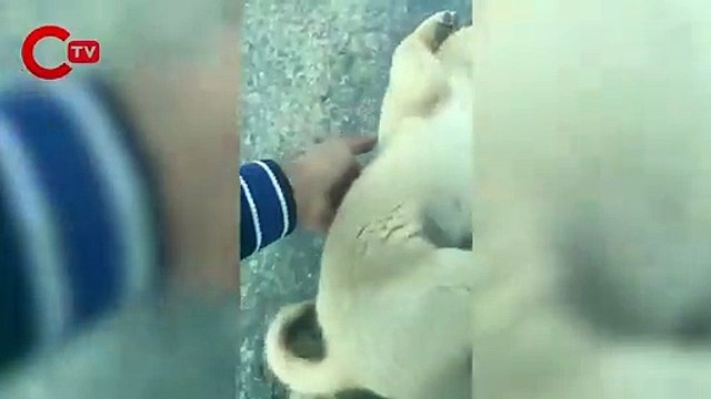 Yaralı köpeğe yardım etti, sosyal medyada gündem oldu