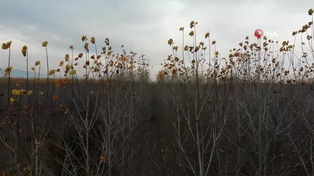 Güz renklerine bürünen kavak ağaçlarından sonbahar resitali