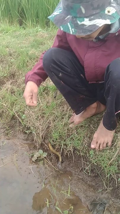 Strike belut sawah