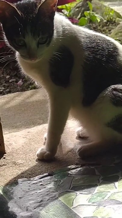Cute cat