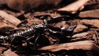 mixkit-black-scorpion-walking-closeup-1467