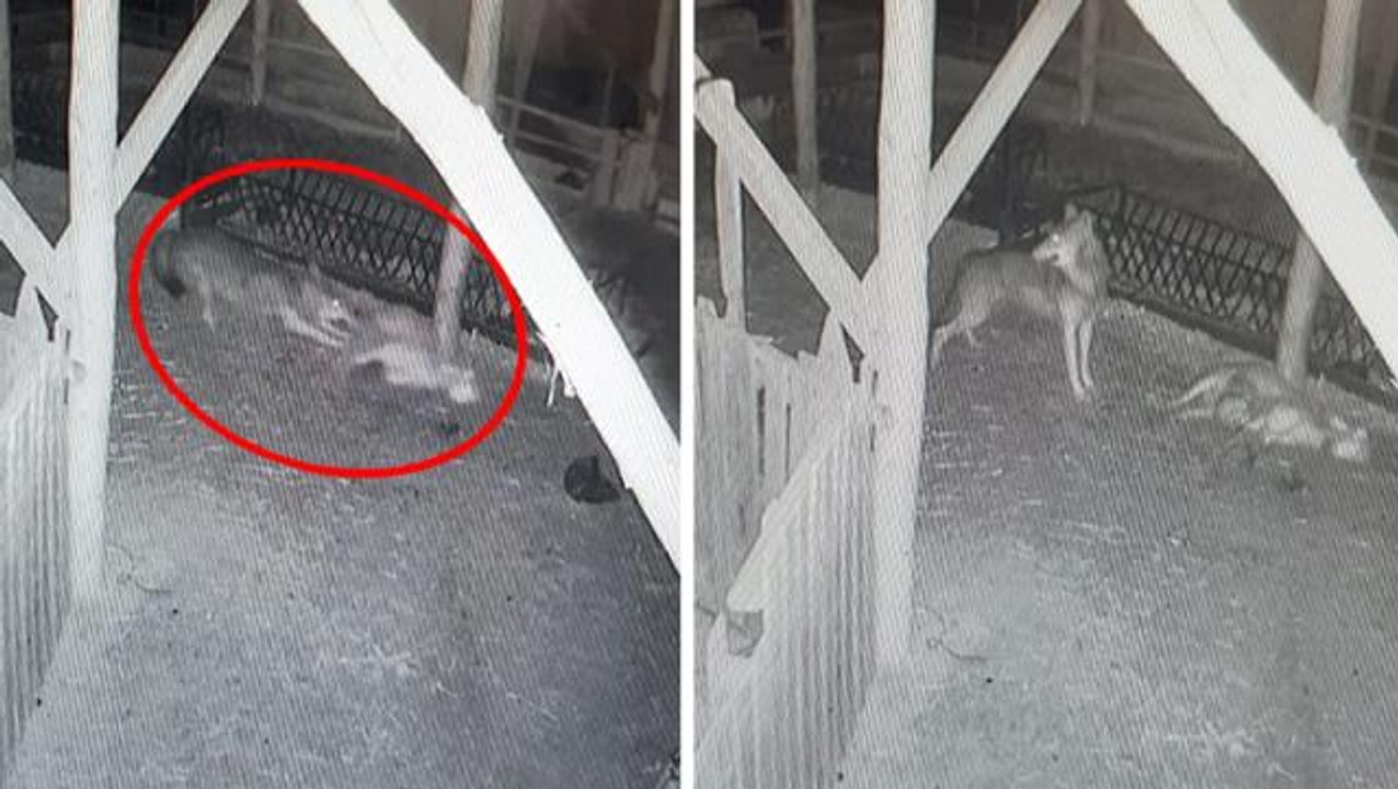 Korku filmini andıran görüntüler! Ağıla giren k...
